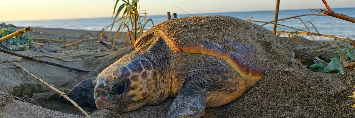 In 'Death Knell for America's Wildlife,' Trump Admin Guts Habitat Protections for Endangered Species