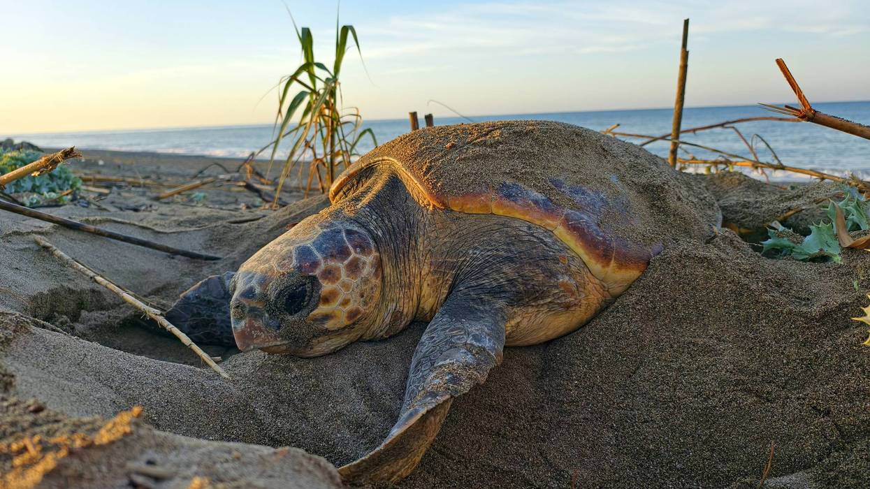 In 'Death Knell for America's Wildlife,' Trump Admin Guts Habitat Protections for Endangered Species