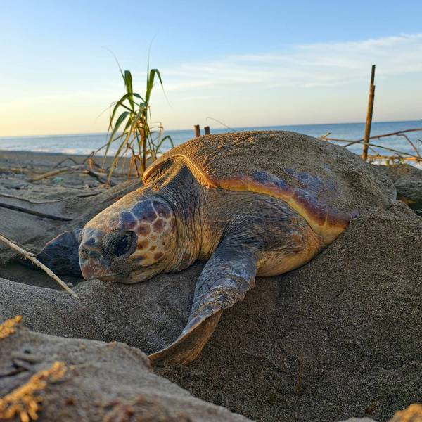 In 'Death Knell for America's Wildlife,' Trump Admin Guts Habitat Protections for Endangered Species