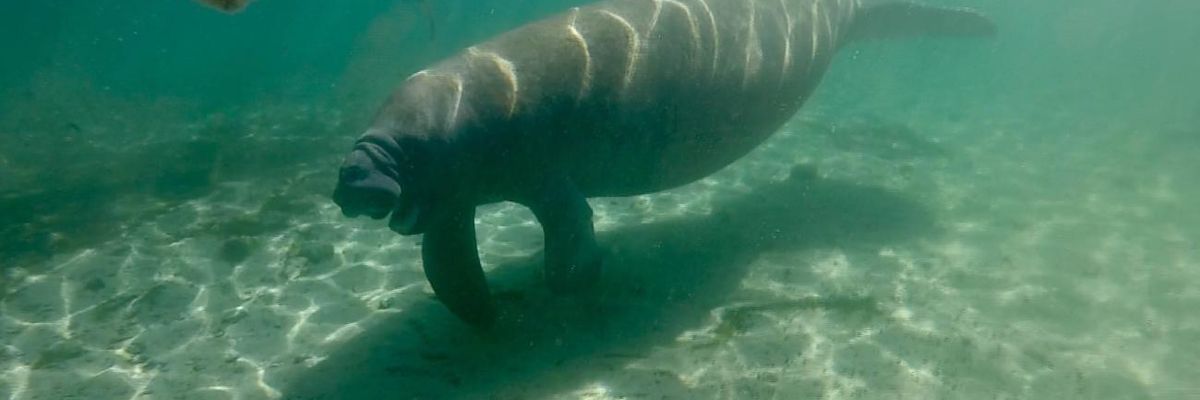 Climate Crisis and Negligent Policymakers Blamed for 'Record Sickening Levels' of Manatee Deaths in Florida