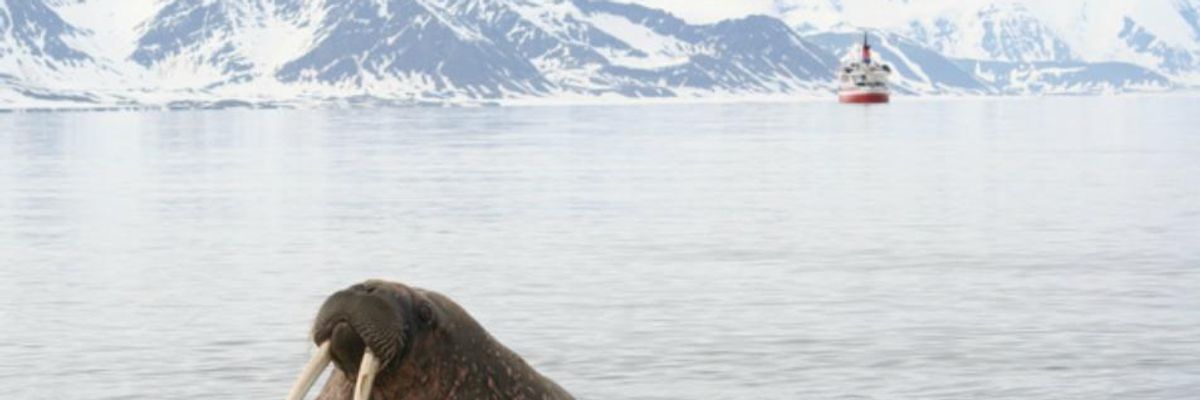 Environmental Groups Challenge 'Double Jeopardy' for Arctic Walruses
