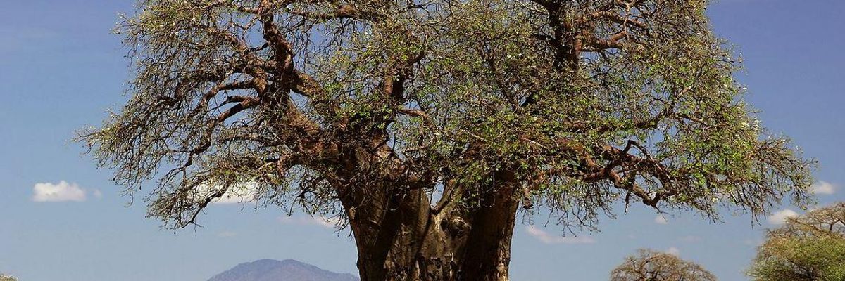 Iconic African Baobab Trees Dying Due to "Changing Climate"
