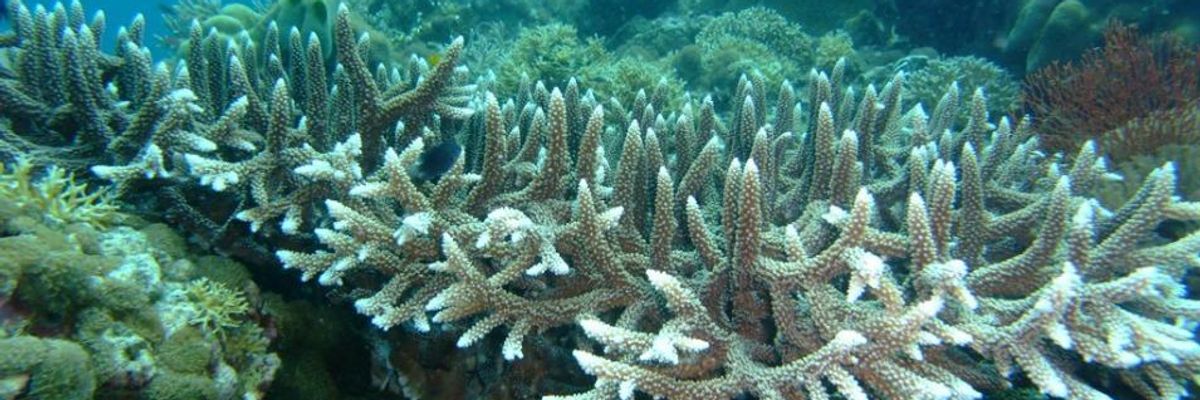 New Study Makes Clear: Saving Reefs Means Slashing Emissions