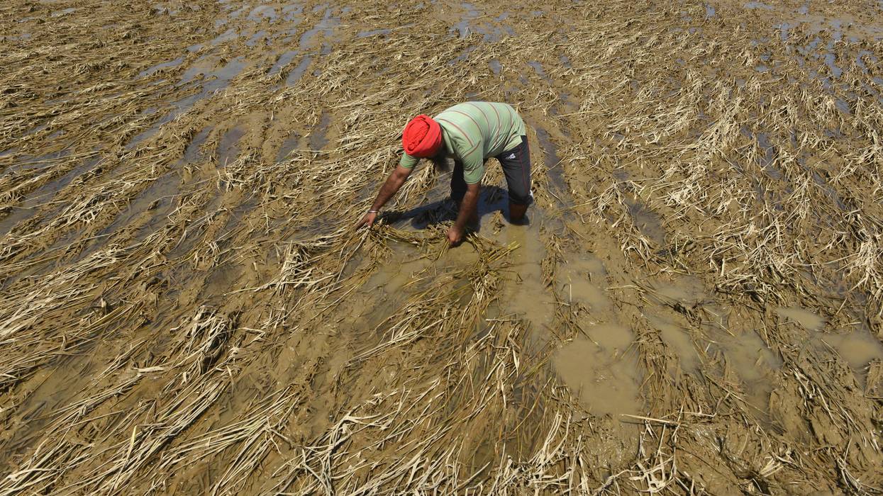An Indian farmer inspects his destroyed rice crop after flooding in Punjab state.