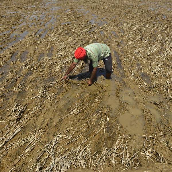 An Indian farmer inspects his destroyed rice crop after flooding in Punjab state.