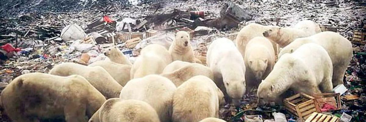 'Mass Invasion': Russian Islands in State of Emergency as Hotter Planet Drives Polar Bears to Hunger