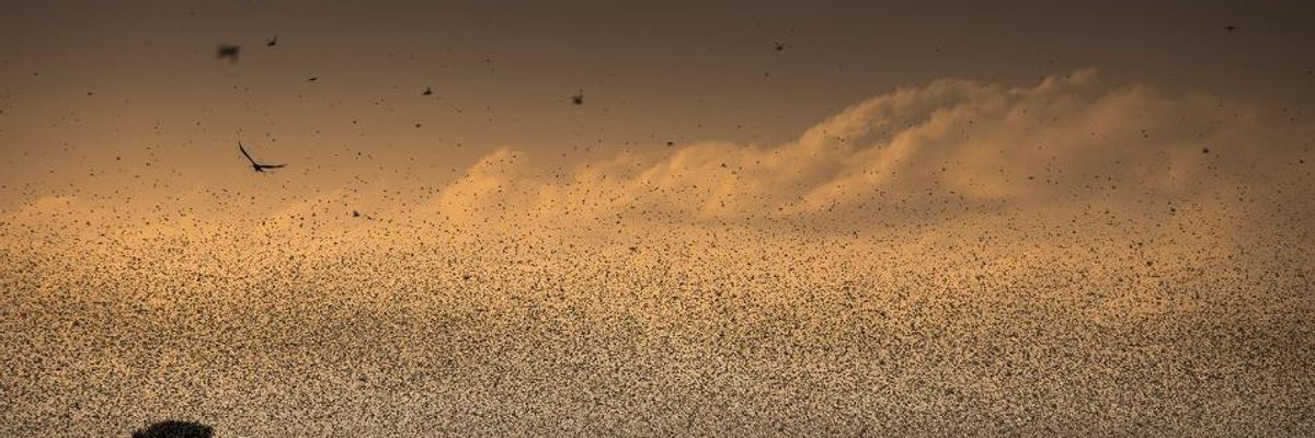 Climate-Crisis Fueled Locust Swarms Pose 'Unprecedented Threat to Food Security and Livelihoods' in East Africa