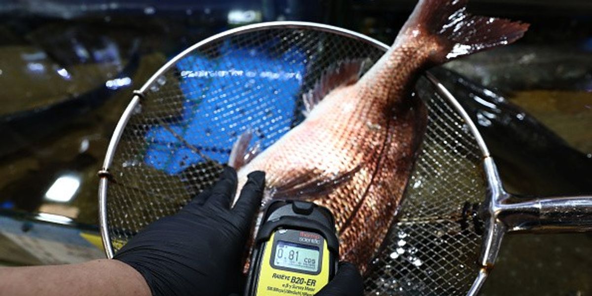Fish Near Fukushima Contained Radioactive Cesium 180 Times Over Japan's ...
