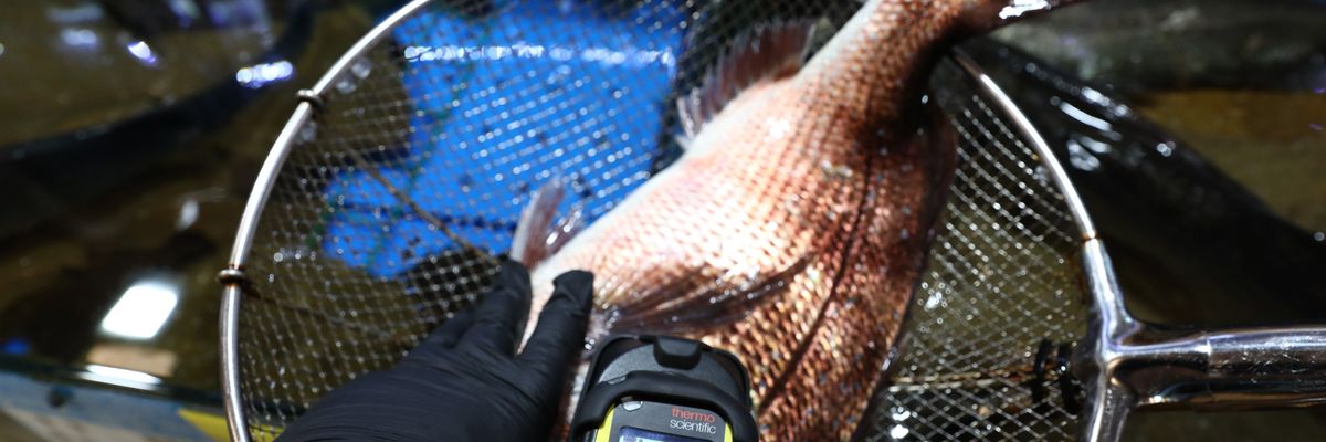 An investigator of National Federation of Fisheries Cooperatives checks the radioactivity of a fish from Japan