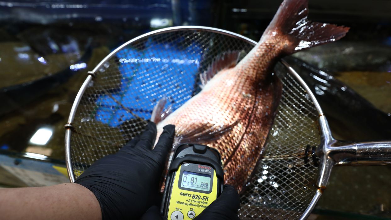 An investigator of National Federation of Fisheries Cooperatives checks the radioactivity of a fish from Japan