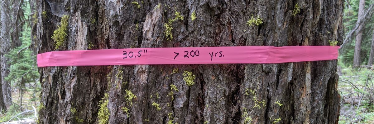 An old-growth tree with a pink logging band circling it.