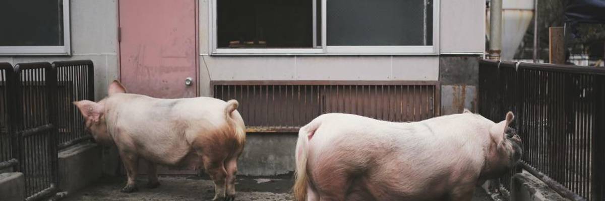 'Biggest Animal Disease Outbreak We've Ever Had on the Planet': Swine Fever Spreads Like Wildfire Across Asia