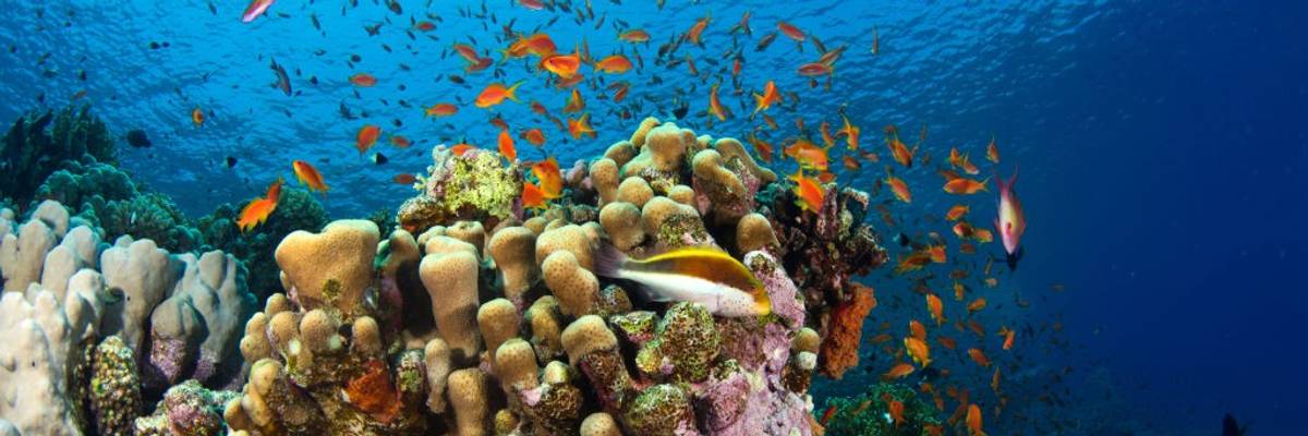 An underwater view from the Red Sea
