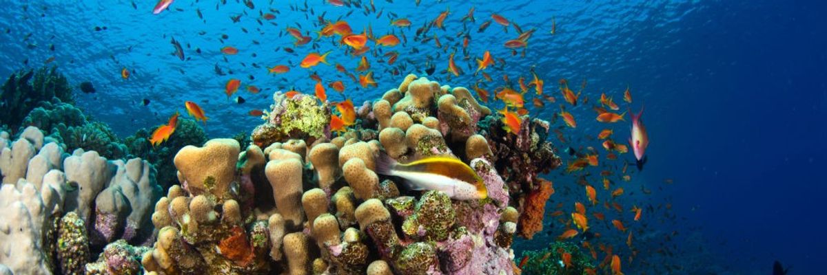 An underwater view from the Red Sea