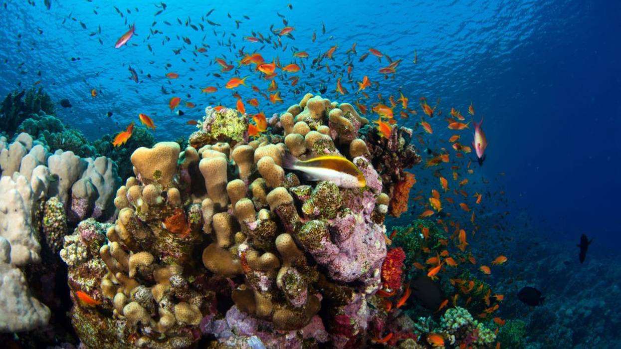 An underwater view from the Red Sea