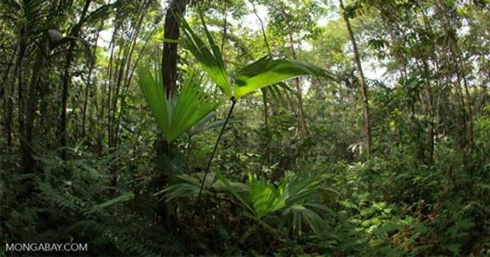 Analysts say the newly passed legislation could result in the loss of millions of acres of Amazon rainforest, as well as vast tracts in the Cerrado savanna. Photo by Rhett A. Butler / Mongabay