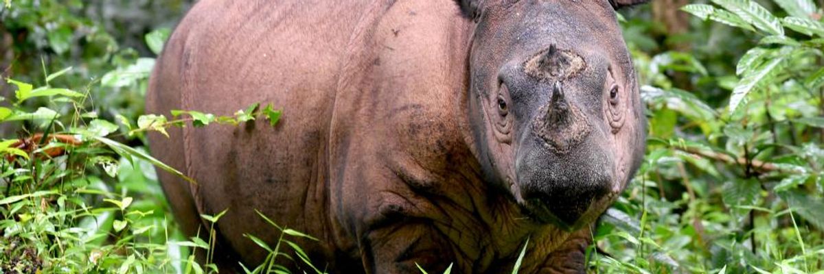 'Extinction Is a Political Choice,' Scientist Says After Study Warns of Threat to Civilization From Humans Destroying Wildlife