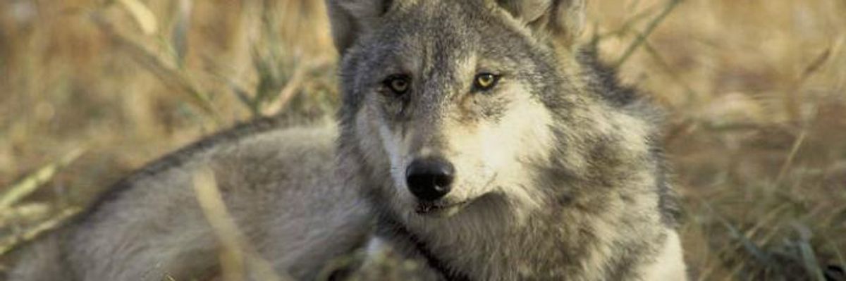 'Final, Pathetic Stab' at Cherished Endangered Species as House GOP Votes to Strip Protections From Gray Wolves