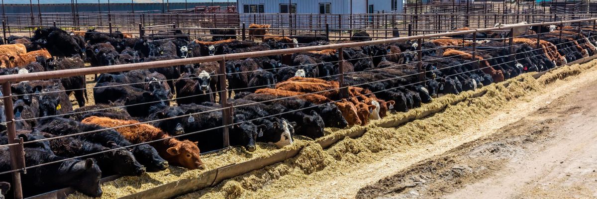 animal agriculture