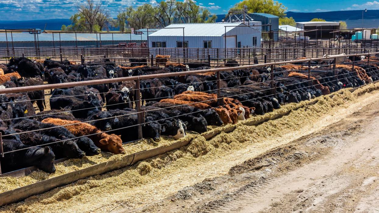 animal agriculture