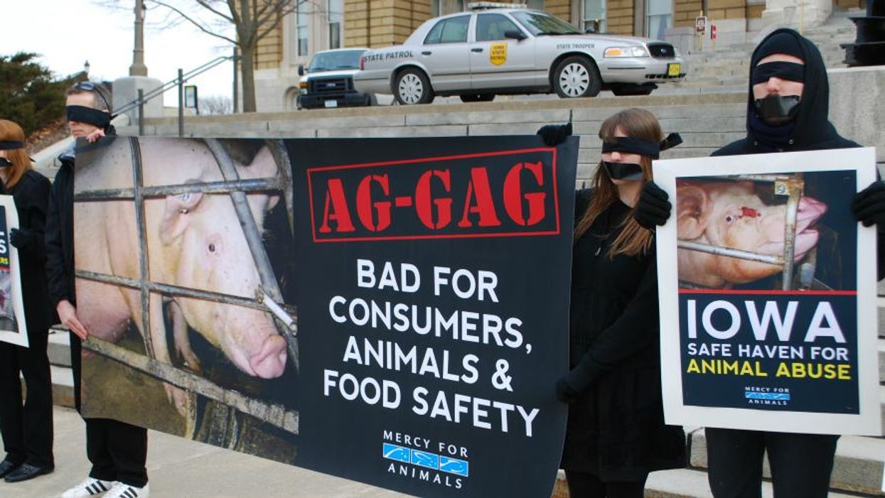 Victory for Free Speech and Animal Welfare as Federal Judge Strikes Down Iowa 'Ag-Gag' Law