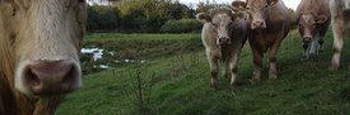 Animal Rights Fight to "Keep Cows on Grass"