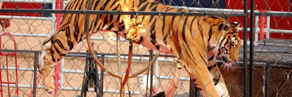'Amazing News': Rights Groups Celebrate After Italy Bans Use of Circus Animals