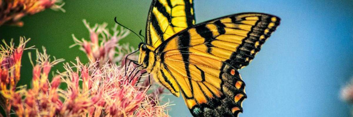 Insects Are 'Glue in Nature' and Must Be Rescued to Save Humanity, Says Top Scientist