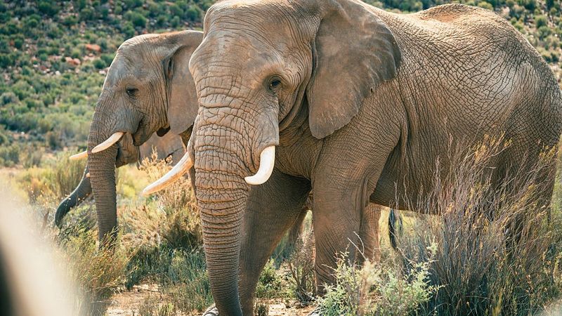 Aquila Private Game Reserve In South Africa