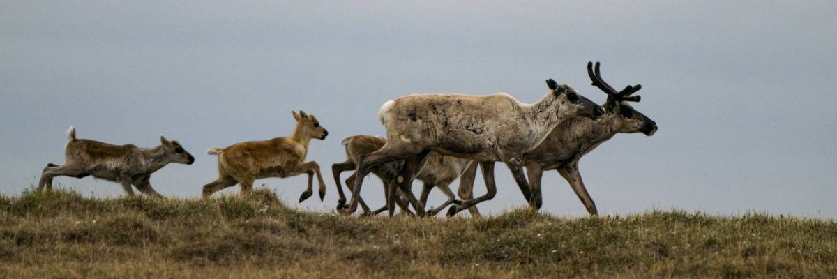 Arctic National Wildlife Refuge