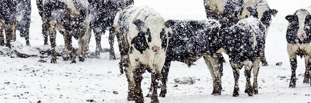 Monster Storms Can Spell Disaster for Farm Animals