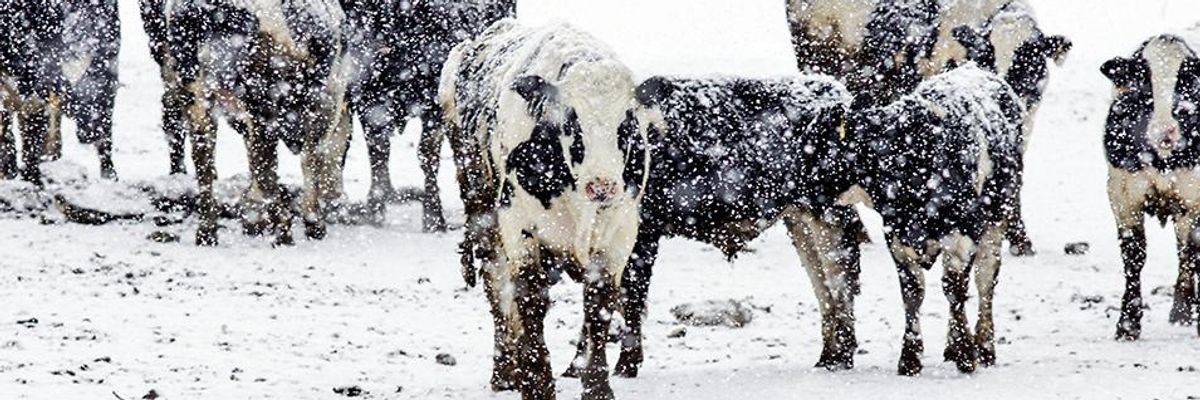 Monster Storms Can Spell Disaster for Farm Animals