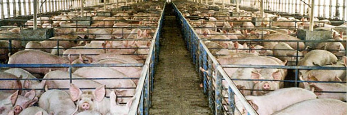 Keeping the Curtains Drawn on Canada's Secretive Factory Farm Industry