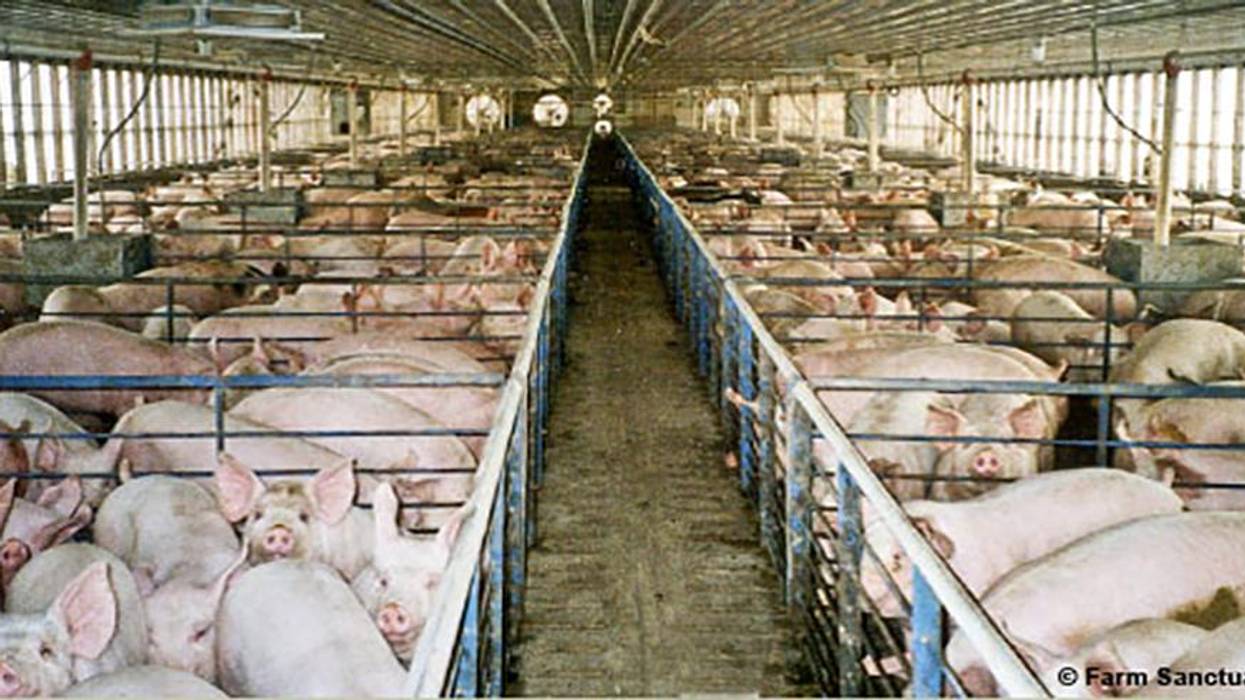 Keeping the Curtains Drawn on Canada's Secretive Factory Farm Industry