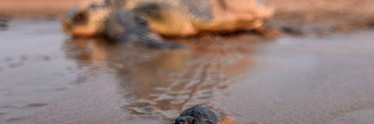 Fund Endangered Species Act, It's Saved 99 Percent of Wildlife on the Brink