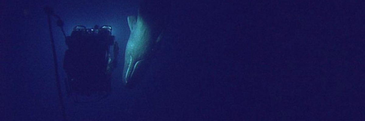 Close Encounter with Majestic Sperm Whale Should Inspire Action