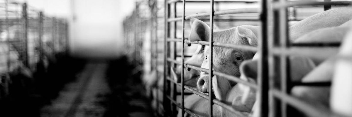 In Latest Betrayal of 'Drain the Swamp' Mantra, Trump Calls for Return of Pork Barrel Politics