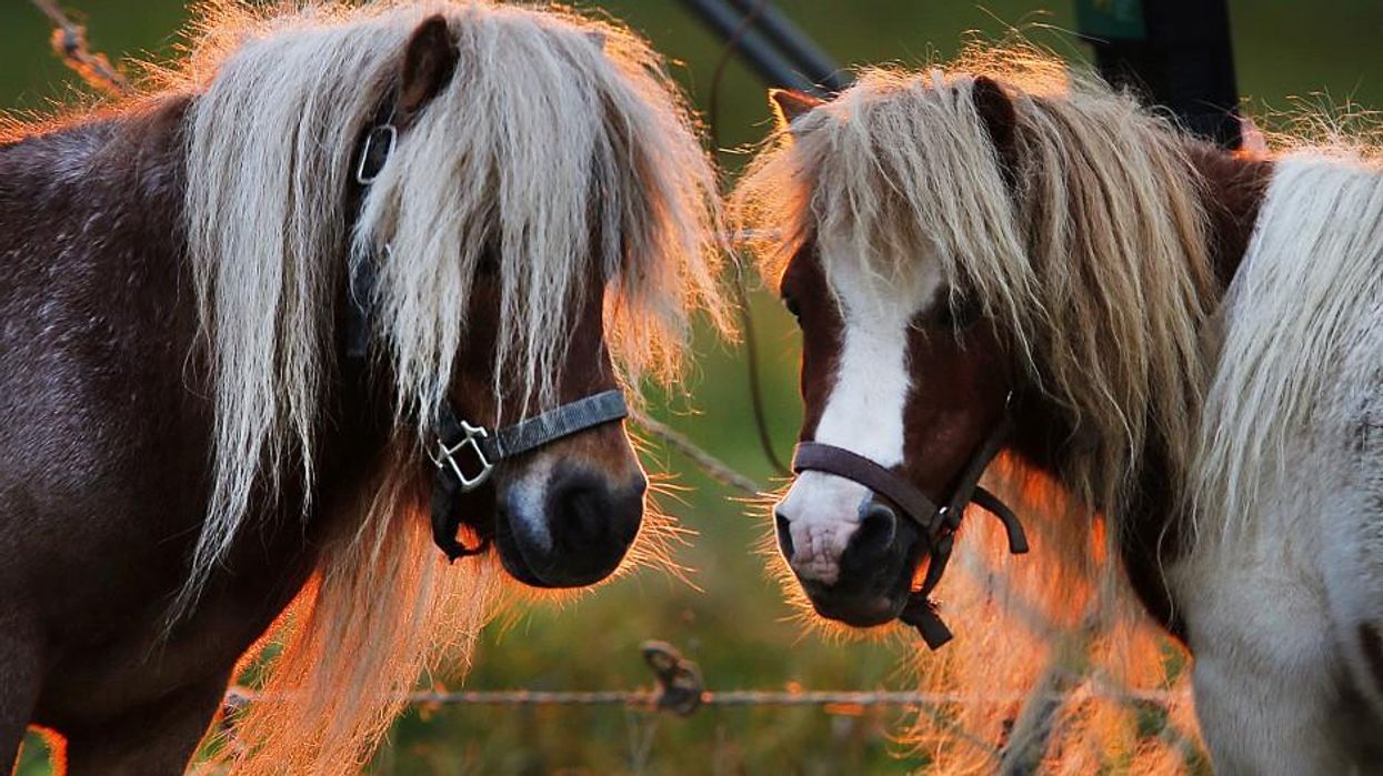 For the Cost of Repealing the Estate Tax, Congress Could Buy Everyone in America a Pony