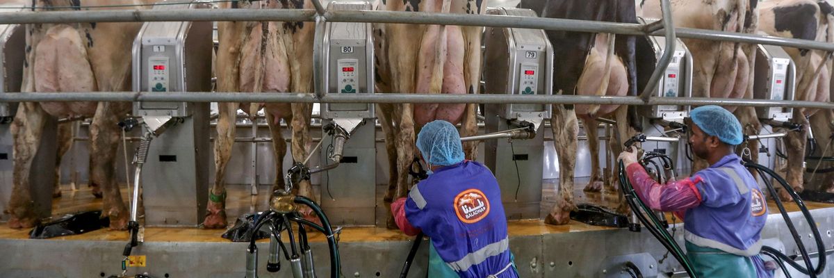 Cory Booker's Halt on Factory Farms Would Help the Climate