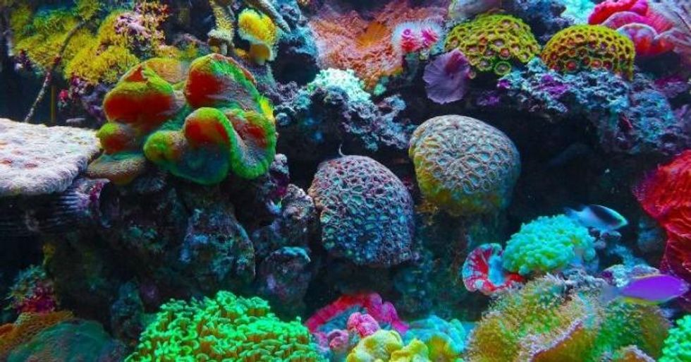 At nearly 1 million hectares, the Tun Mustapha Park includes coral reefs, mangrove, seagrass and productive fishing grounds spread across more than 50 islands and islets. Photo source: Pixabay, public domain.