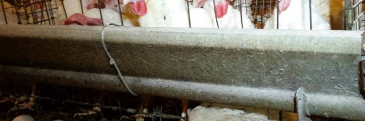 Big Ag's False Solution