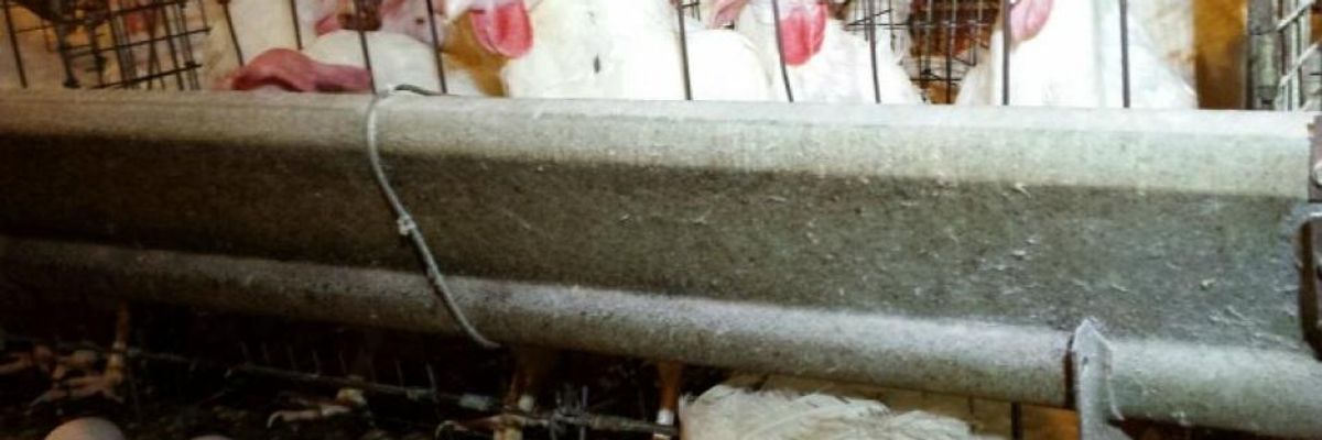 Big Ag's False Solution