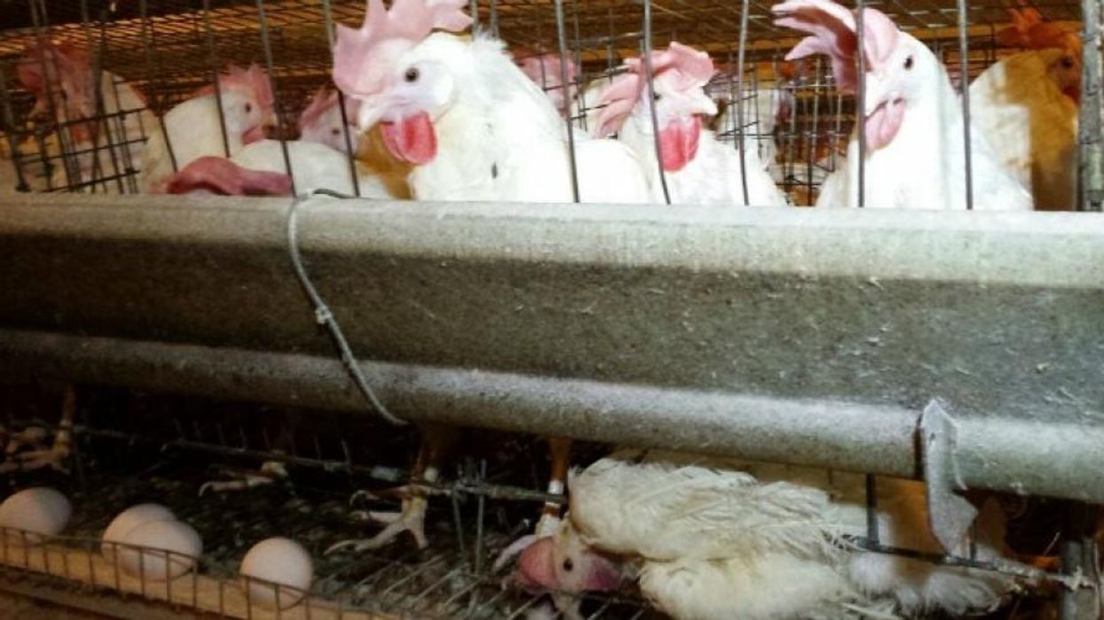 Big Ag's False Solution