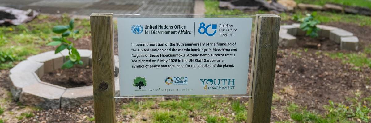 Atomic bomb survivor trees planted at UN headquarters in New York.