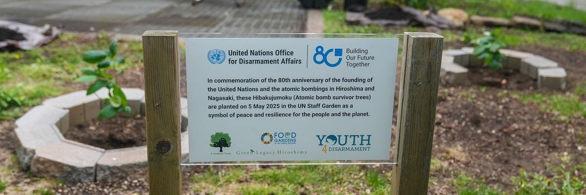 Atomic bomb survivor trees planted at UN headquarters in New York.