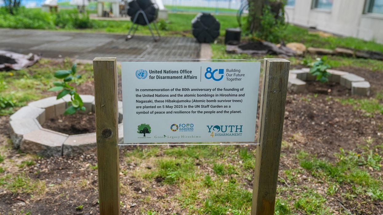 Atomic bomb survivor trees planted at UN headquarters in New York.