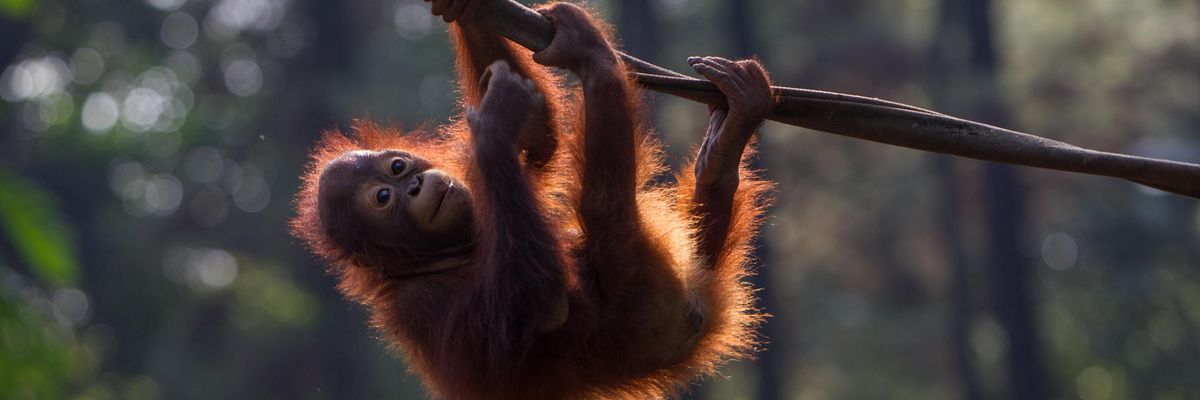Baby Bornean orangutan seen playing in conservation, West Java, Indonesia on July 2, 2019.