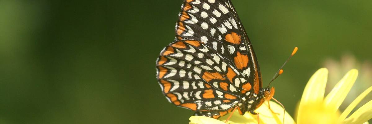 Baltimore checkerspot.