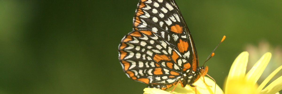 Baltimore checkerspot.