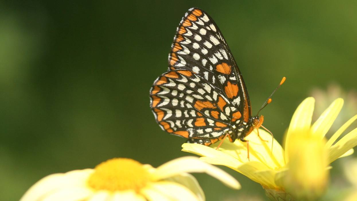Baltimore checkerspot.